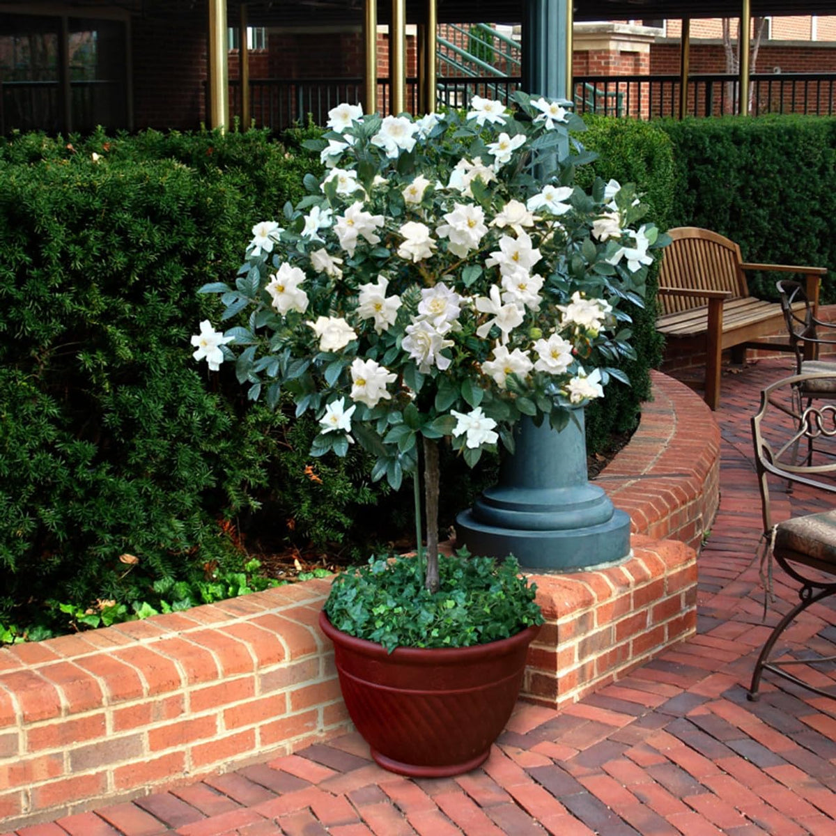 Gardenia Aromatic 2 x 2 inch Cups D79811