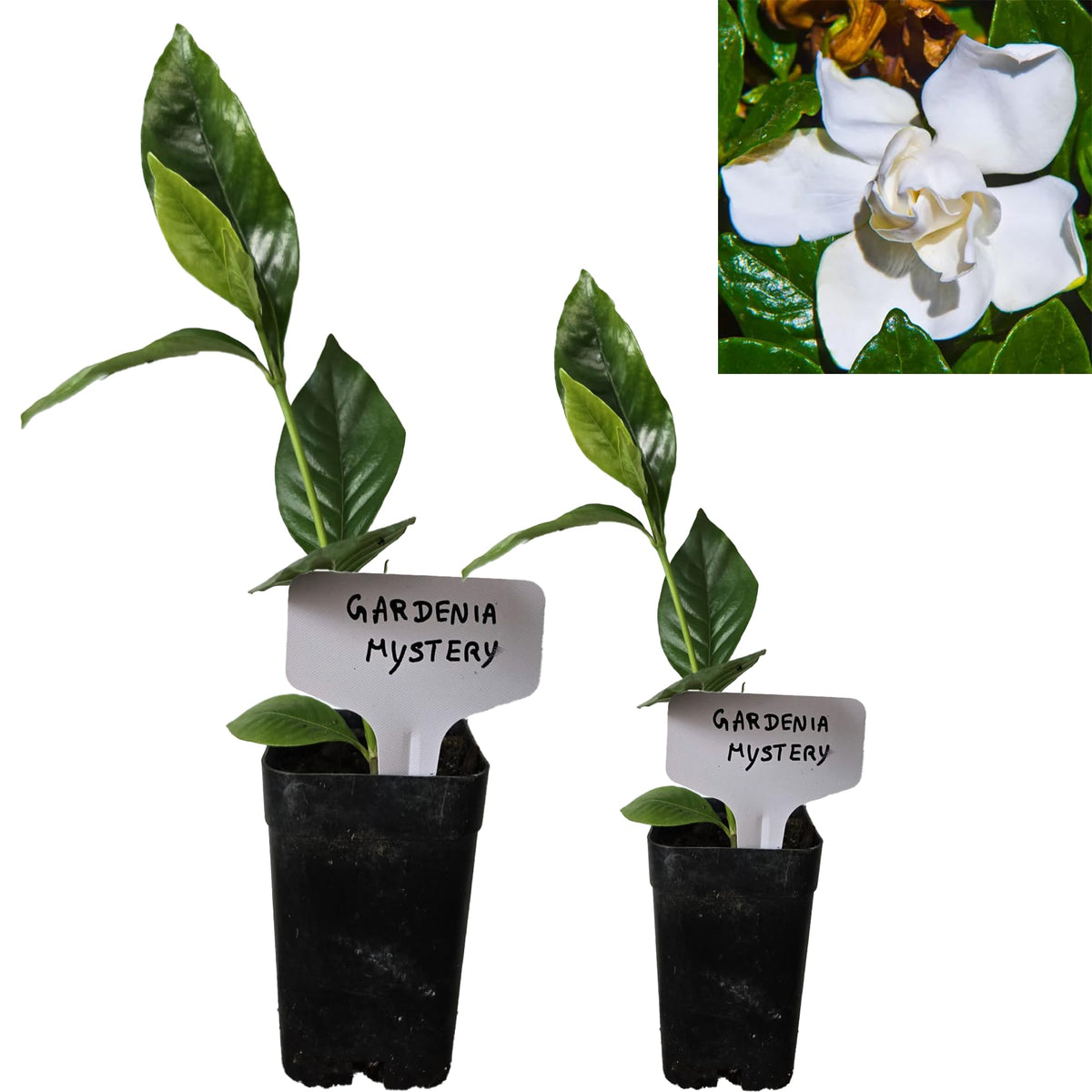 Gardenia Aromatic 2 x 2 inch Cups D79811