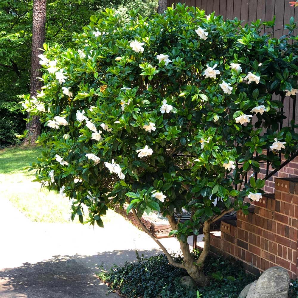 Gardenia Aromatic 2 x 2 inch Cups D79811
